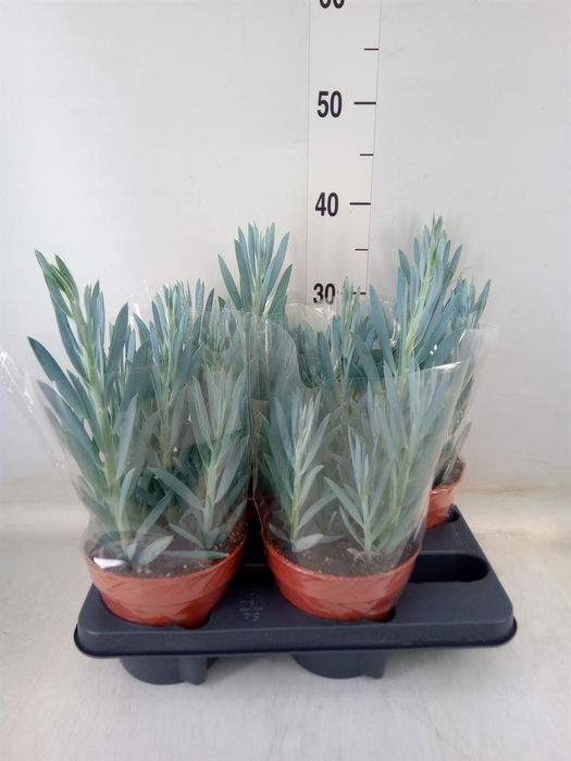 <h4>Curio ficoides 'Mount everest'</h4>