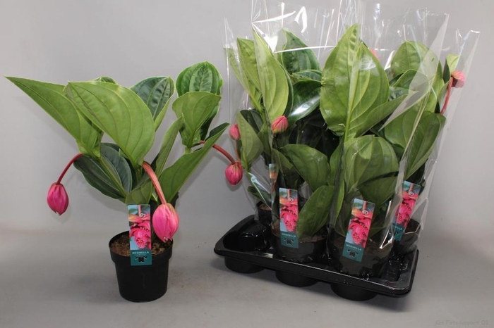 <h4>MEDIN MAG FLAMENCO</h4>