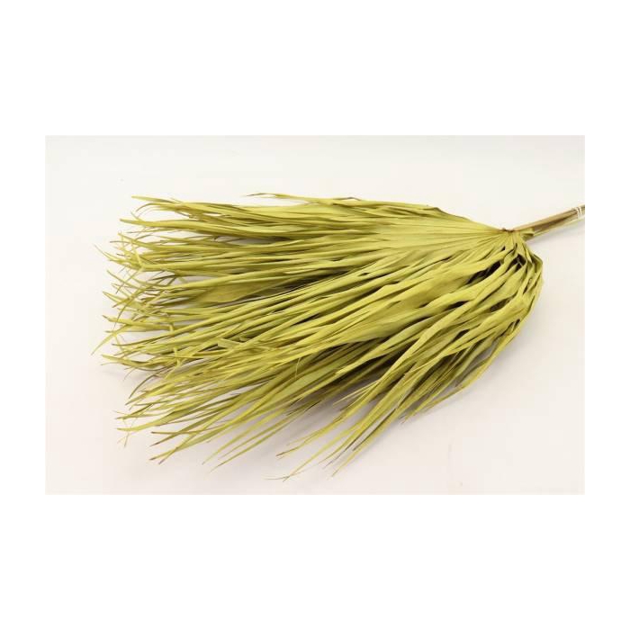 <h4>Bunch Chamaerops 10 Pcs Slv L70</h4>