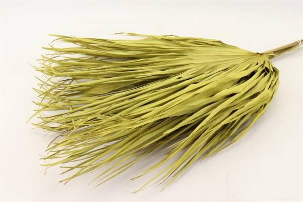 Bunch Chamaerops 10 Pcs Slv L70