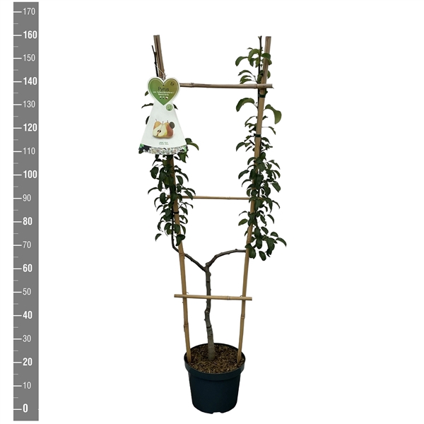 Pyrus c. Gellerts Butterbirne U-boom