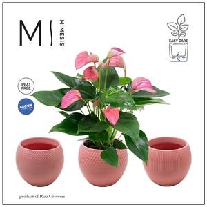 Mimesis Anthurium KARMA Joli - Bolivia Pink