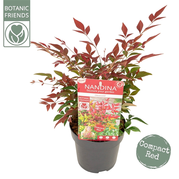 <h4>Nandina dom. 'Obsessed'</h4>