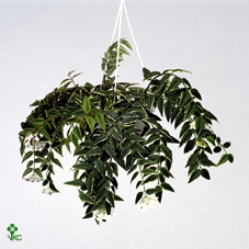 Hoya Bella Lida Buis 12 cm