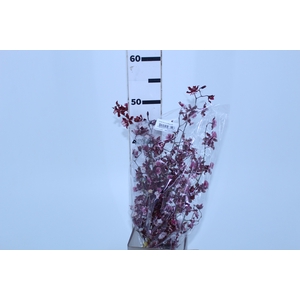 ONCIDIUM SHARRY BABY 040 CM