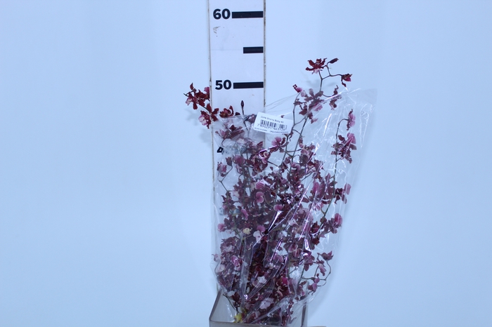 ONCIDIUM SHARRY BABY 040 CM