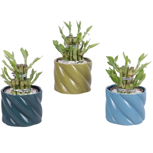 Lucky Bamboo Shape Round 2S Ø11cm Ceramic FB674