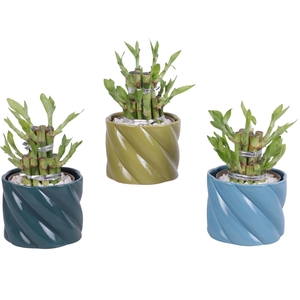 Lucky Bamboo Shape Round 2S Ø11cm Ceramic FB674