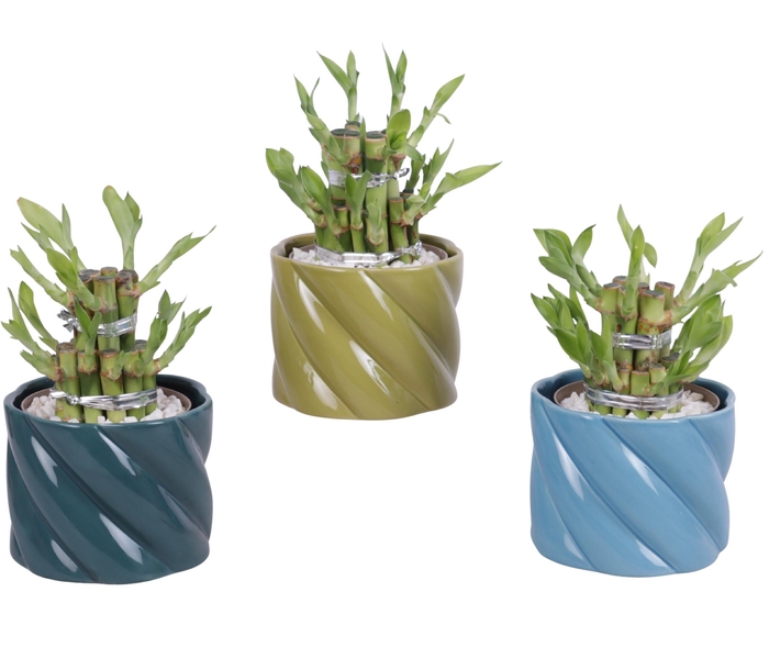 <h4>Lucky Bamboo Shape Round 2S Ø11cm Ceramic FB674</h4>