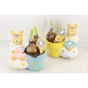 arr4 Narcis PL - Ker. haas mix