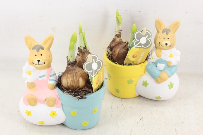 <h4>arr4 Narcis PL - Ker. haas mix</h4>