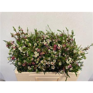 Chame Un My Sweet 16