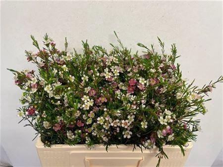 <h4>Chame Un My Sweet 16</h4>