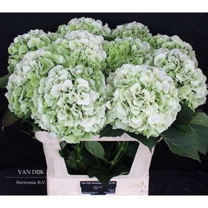 Hydr M Ch Whi Ver Cl 80cm Ex