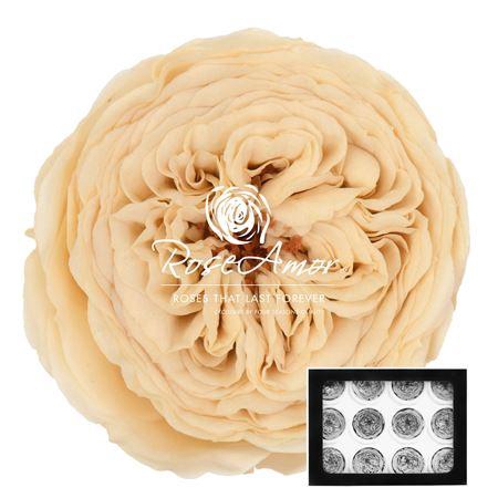 <h4>Amelia Cha01</h4>