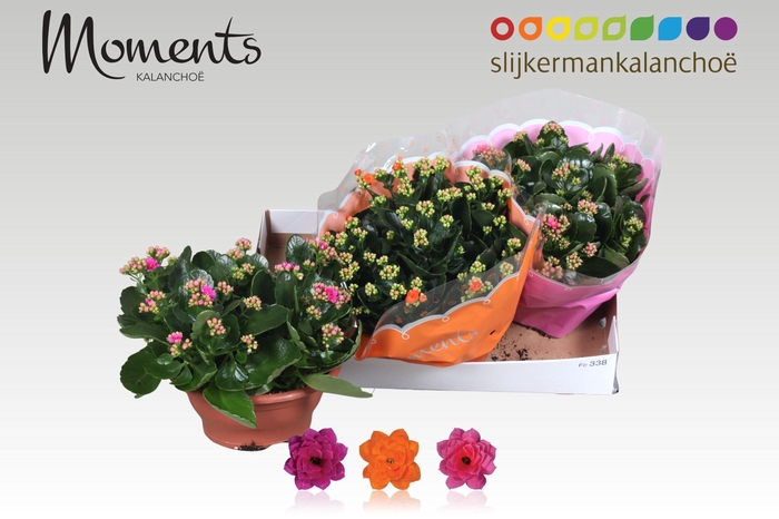 <h4>KAL GE GEM 3 KL</h4>