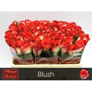 R GR BLUSH