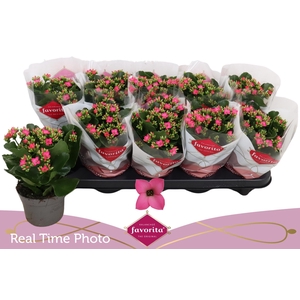 KAL EN BEL ROSA PINK