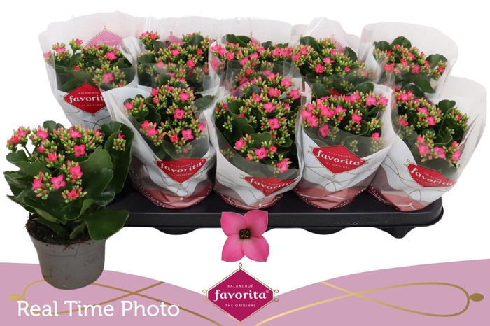 <h4>KAL EN BEL ROSA PINK</h4>