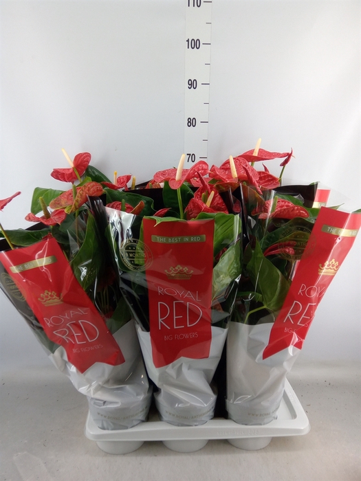 <h4>Anthurium andr. 'Madural'</h4>