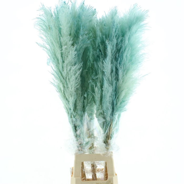 <h4>Cortaderia Dadang X L Light Blue</h4>