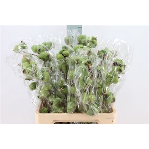 Katoen Cotton Dark Green 6 Head