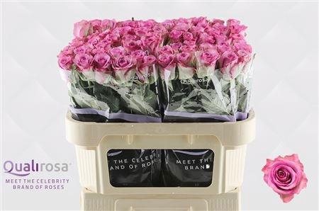 <h4>R GR THRILLER</h4>