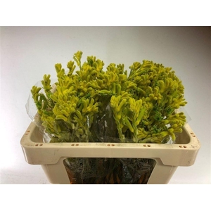 Anigoz Bush Gold