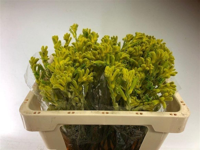 <h4>Anigoz Bush Gold</h4>
