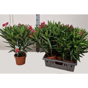 NERI OLEANDER