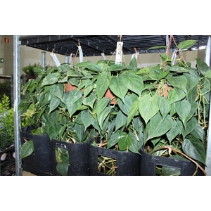 PHILODENDRON VERDE C21 PENDENTE
