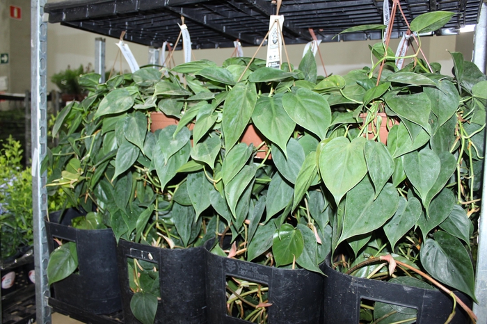 <h4>PHILODENDRON VERDE C21 PENDENTE</h4>
