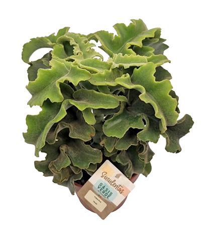 Kalanchoe Nuda - 1154