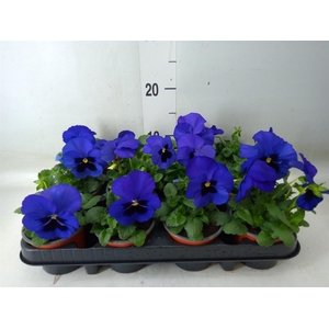 Viola wr. 'Delta Blue wBlotch'