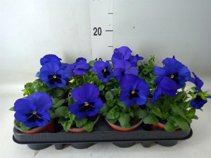 <h4>Viola wr. 'Delta Blue wBlotch'</h4>