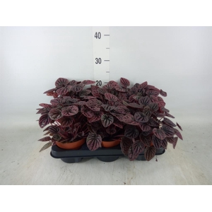 Peperomia caperata   ...