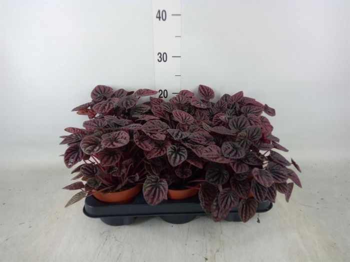 <h4>Peperomia caperata ...</h4>