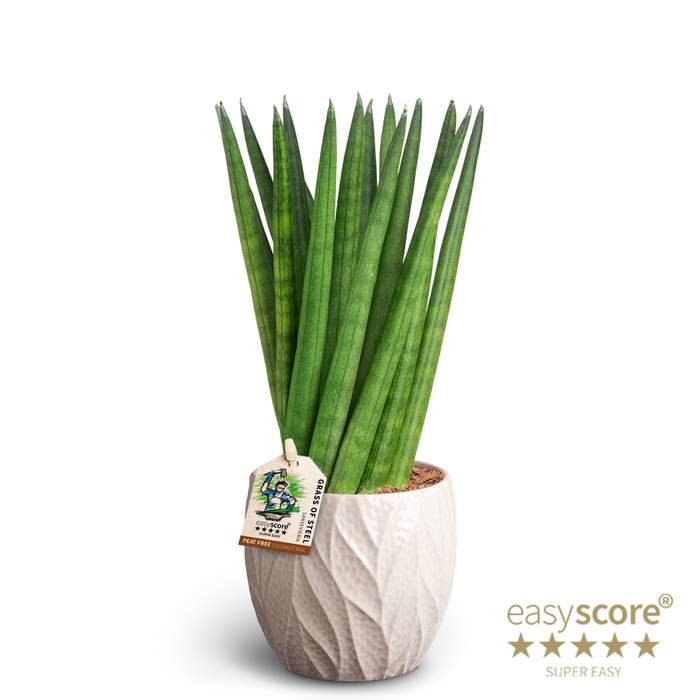 SANSEVIERIA CYLINDRICA P10