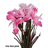 IRIS HOT PINK
