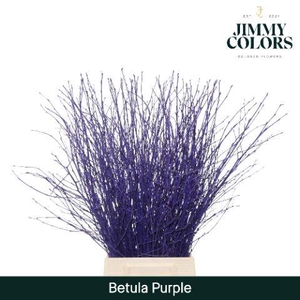 Betula L70 Purple