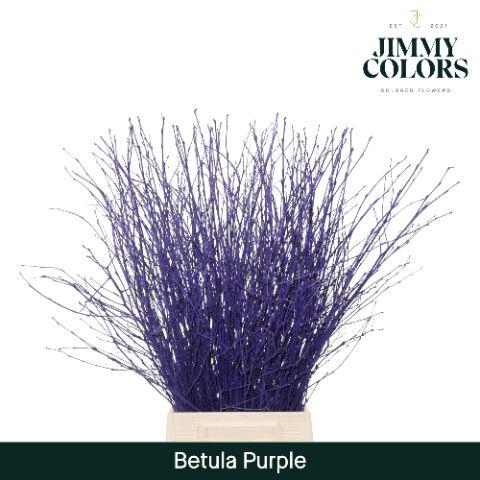 <h4>Betula L70 Purple</h4>