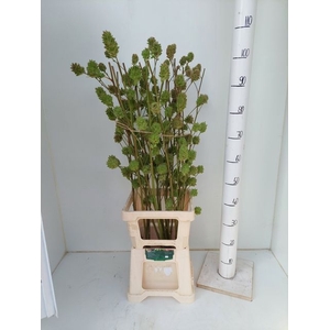 GLYCYRRH YUNNANEN ZD ZOET HOUT