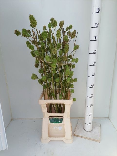 <h4>GLYCYRRH YUNNANEN ZD ZOET HOUT</h4>