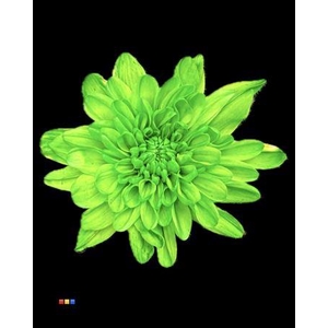 Chr T Euro Green