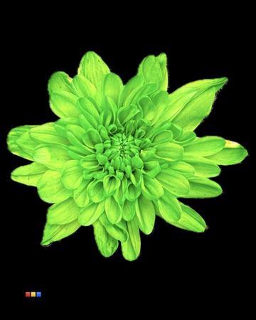 <h4>Chr T Euro Green</h4>