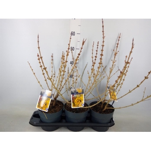 Forsythia intermedia