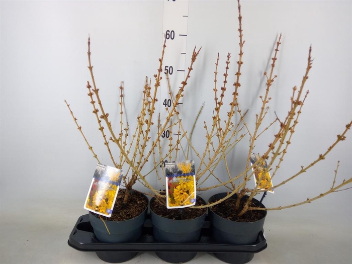 <h4>Forsythia intermedia</h4>