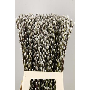 Salix Snow Flake  70cm