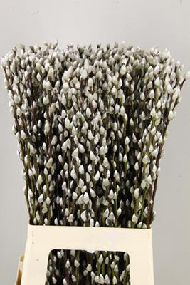 Salix Snow Flake  70cm