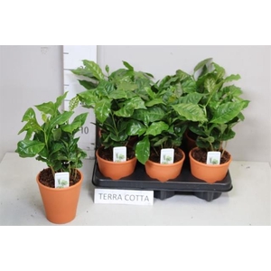 COFFEA ARABICA